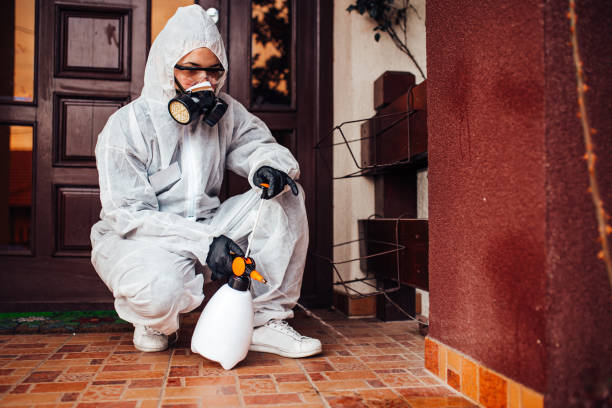 Reliable Wasp Removal contractor in Luling, LA by Show Me Pest Control
